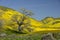 Wild Flowers bloom on the slope of Temblor Range