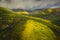 Wild flowers bloom on the slope of Temblor Range