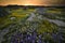 Wild Flowers blooming in Carrizo Plain National Monument in Spring