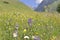 Wild flowers blooming in a meadow in alpine mountain