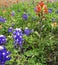 Wild Flowers, Blue Bonnets and Red and pink Indian Paintbrush