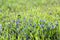 Wild flowers bluebells spring summer