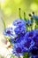 Wild flowers bunch of Blue centaurea