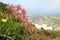 Wild flowers of Cape of good hope