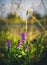 Wild flowers captured in Czech countryside