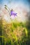 Wild flowers captured in Czech countryside