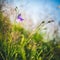 Wild flowers captured in Czech countryside