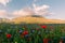 Wild flowers in Castelluccio di Norcia, Umbria, Italy