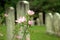 Wild flowers in the Cemetery