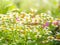 Wild flowers chamomile field daisy plant sunlight summer spring