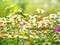 Wild flowers chamomile field daisy plant sunlight summer spring