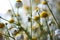 Wild flowers of the chamomile, the flowering of wild plants, herbal flower