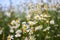 Wild flowers of the chamomile, the flowering of wild plants, herbal flower