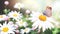 Wild flowers of chamomile in a meadow on sunny nature spring background. Summer scene with butterfly and camomile flower in rays