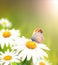 Wild flowers of chamomile in a meadow on sunny nature spring background. Summer scene with butterfly and camomile flower in rays