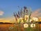 Wild  flowers chamomile verbs and grass on meadow field at sunset nature landscape