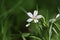 Wild flowers - Chickweed