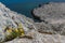 Wild flowers on cliffs