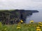 Wild Flowers at the Cliffs of Moher