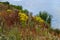 Wild flowers at Crowhurst Lake, East Sussex, England