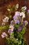 Wild flowers, crown vetch and tufted vetch