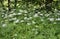 Wild Flowers. Domogled - Valea Cernei National Park from Caras-Severin County in Romania