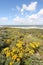 Wild Flowers in the Dutch Dunes