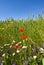 Wild flowers on edge of wheatfield.