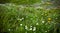 Wild flowers on Fagaras mountain