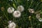 Wild flowers in the field