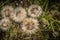 Wild flowers in the field