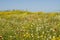 Wild flowers field