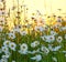 Wild flowers field