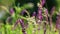 Wild flowers in the field waving on wind - closeup