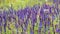 Wild flowers in the field waving on wind - closeup