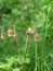 Wild flowers of Geum Rivale on long curved stems close-up