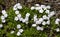 Wild flowers, Grand Teton National Park