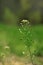 Wild flowers on the green grass blurred bokeh amazing nature background. Tranquil macro art wallpaper