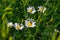 Wild flowers in the green grass. Daisy