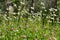 Wild flowers in green meadow to attract insects - nature background