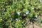 Wild flowers of grey field speedwell