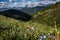 wild flowers grow in the mountain meadows