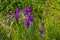 Wild flowers grow on the mountain plain