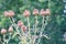 Wild flowers growing in gardens