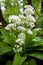 Wild flowers growing garlic