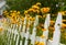 Wild flowers growing over white picket fence