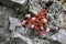 Wild flowers growing on rock