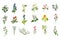 Wild Flowers Hand Drawn Set Of Detailed Illustrations