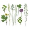 Wild flowers hand drawn set. Ink herbs in color. Herbal medicine vector illustration