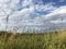 Wild flowers and herbs on an endless meadow on a summer day